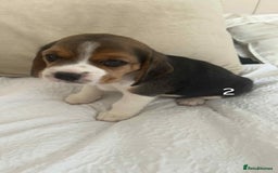 Beagle dogs for sale: Beagle puppies - Image 4