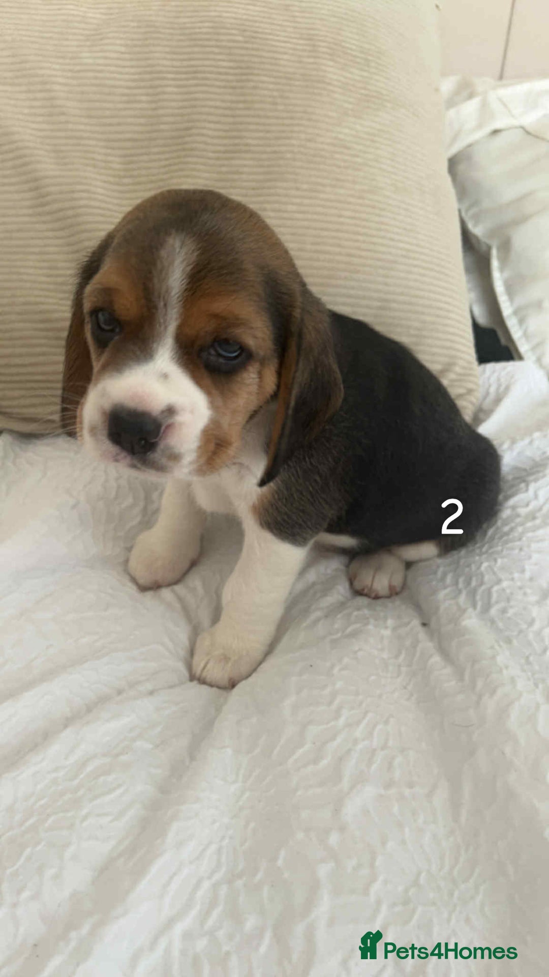 Beagle dogs for sale: Beagle puppies - Image 4
