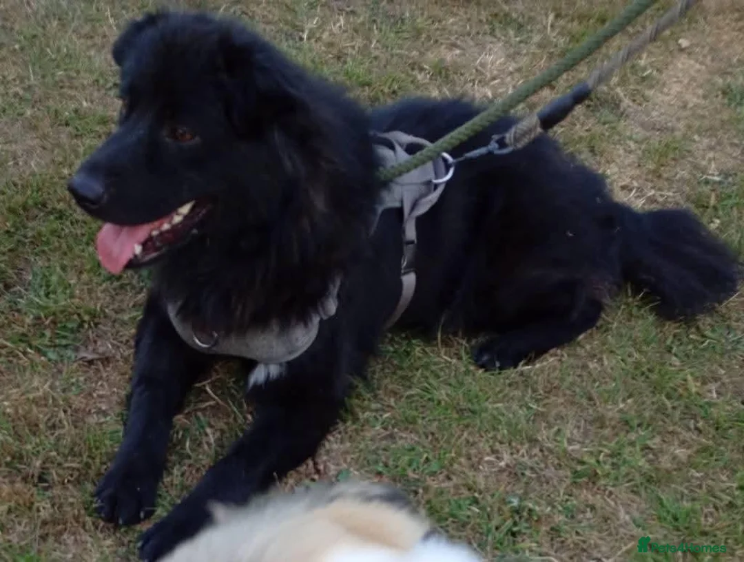Mixed Breed dogs for adoption: Meet Sabrina, currently residing in Nottingham  in Nottingham - Advert 2