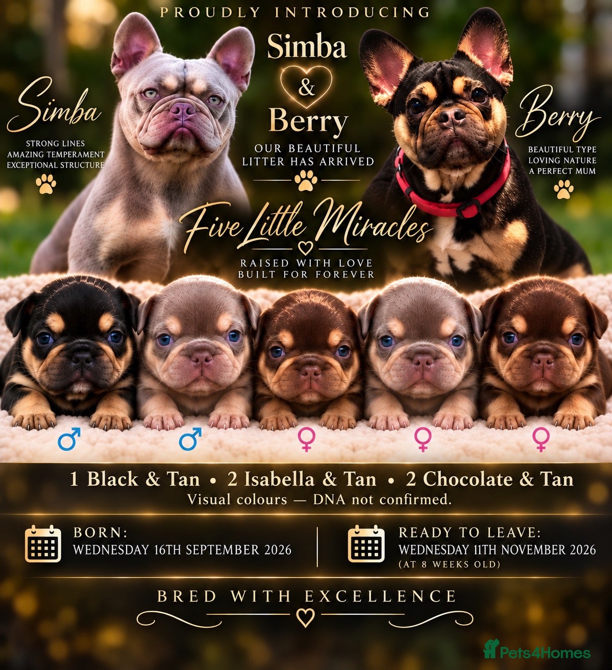 French Bulldog dogs SIMBA & BERRY — ISABELLA LITTER HAS ARRIVED!  - Advert 1