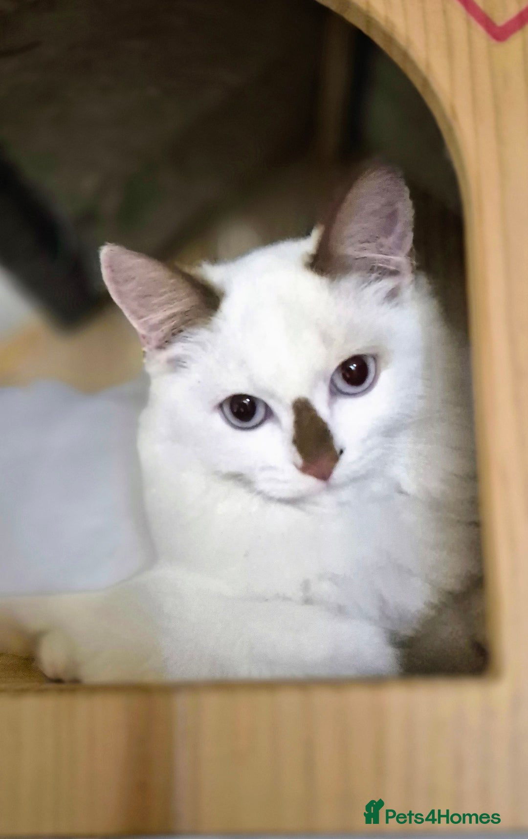 Munchkin cats for sale: Purebred TICA reg. Munchkin kittens ready to go  - Image 22