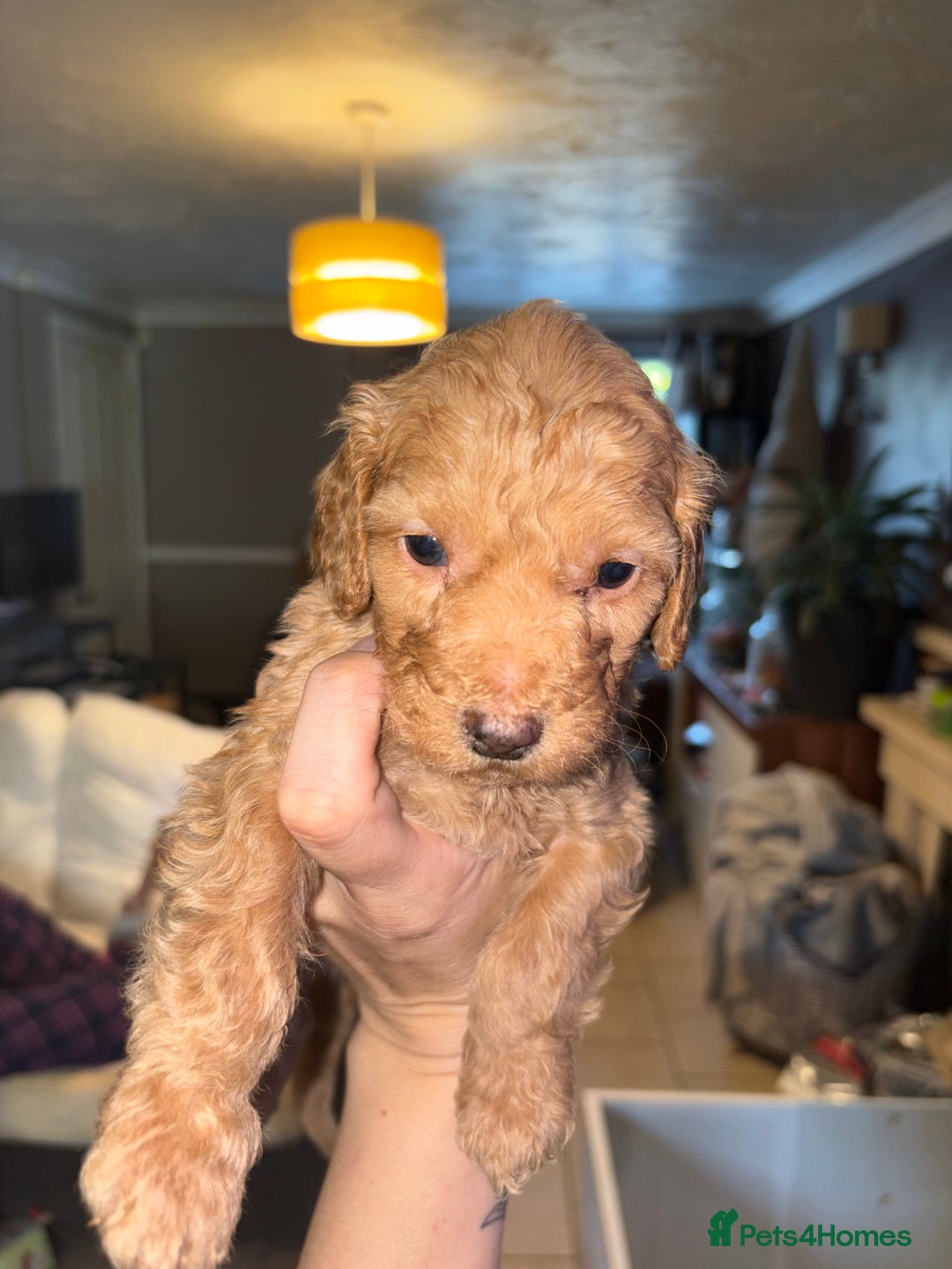 Cockapoo dogs for sale: F1bb mini cockapoo puppies  - Image 27