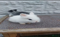 Lionhead rabbits for sale: Wonderful bunnies 07405173733  - Image 10