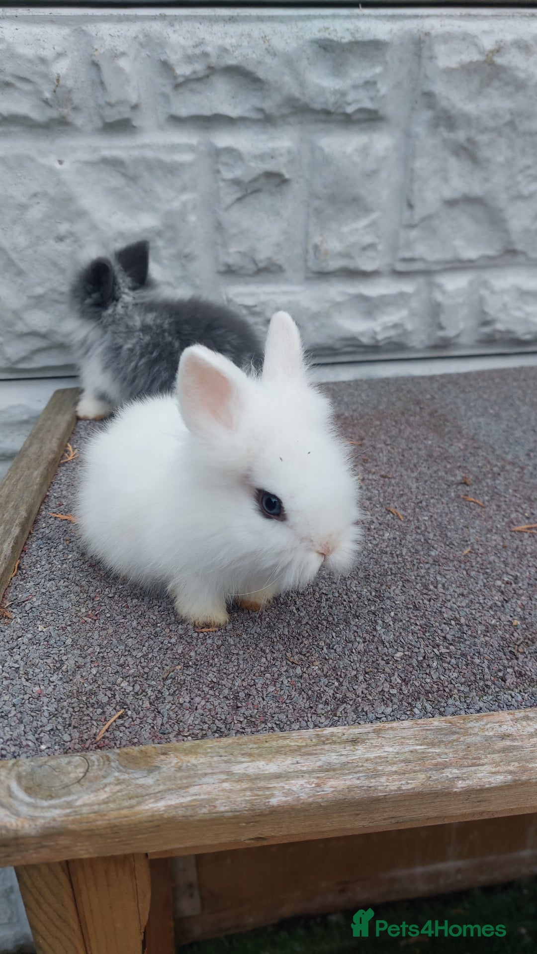 Lionhead rabbits for sale: Wonderful bunnies 07405173733  - Image 10