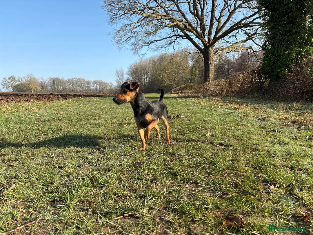 Jack Russell dogs for sale: Delightful Miniature Jack Russell Pups - Advert 1