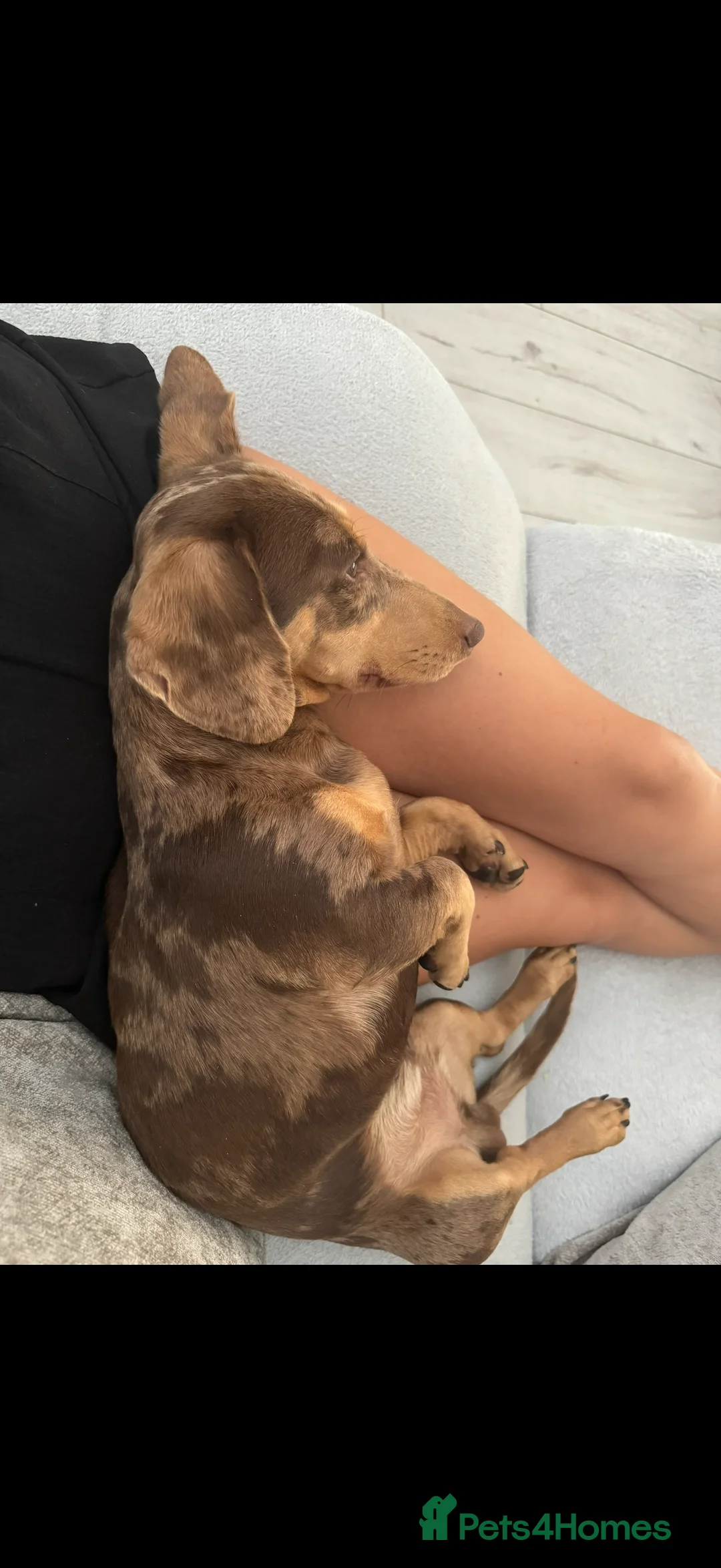 Miniature Dachshund dogs for sale: Chester the miniature dachshund  - Advert 2