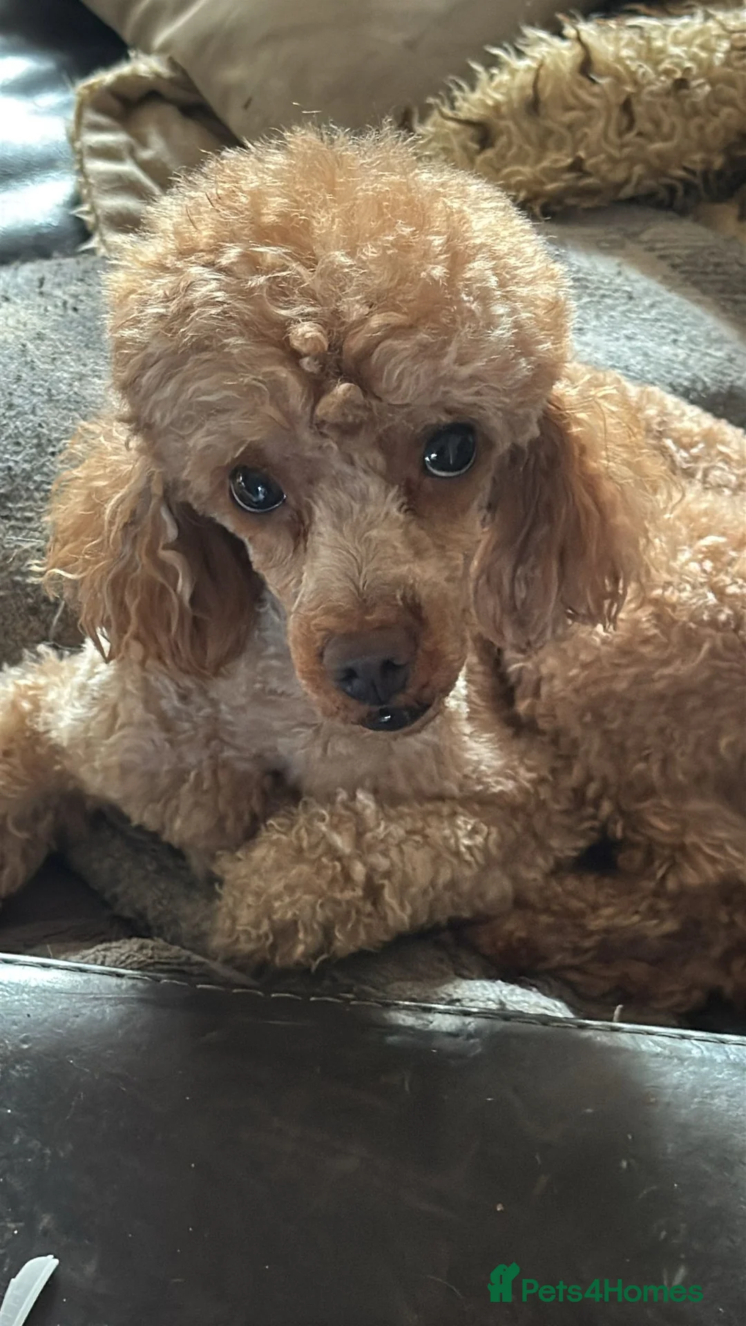Toy Poodle dogs for sale: TOY POODLE MALE ADULT  - Advert 6