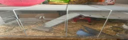Hamster rodents for sale: Syrian Hamster and Full Setup in Milton Keynes - Advert 6