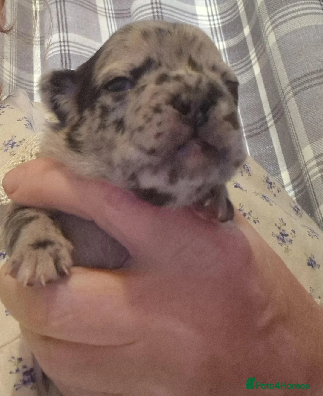 French Bulldog dogs for sale: PEDIGREE FRENCH BULLDOG PUPPIES. in Wolverhampton - Advert 2