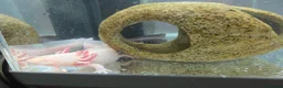 Axolotl reptiles for sale: X2 axolotl's  in Trowbridge - Advert 1
