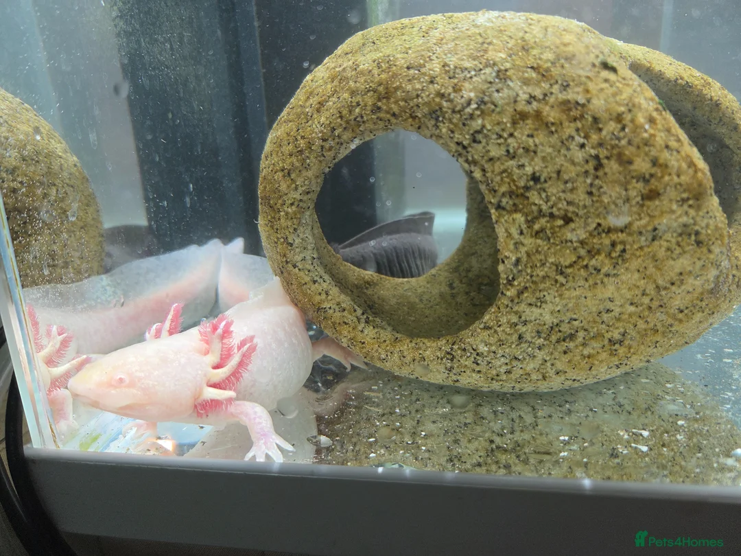 Axolotl reptiles for sale: X2 axolotl's  in Trowbridge - Advert 1