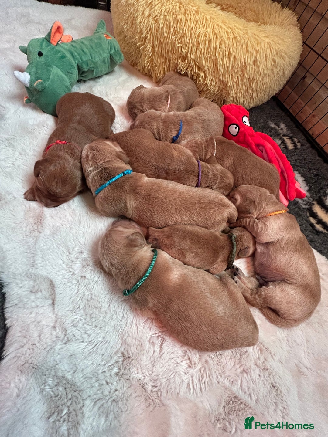 Golden Retriever dogs for sale: Lovely Litter 🐶 KC registered🐶health tested  - Advert 7