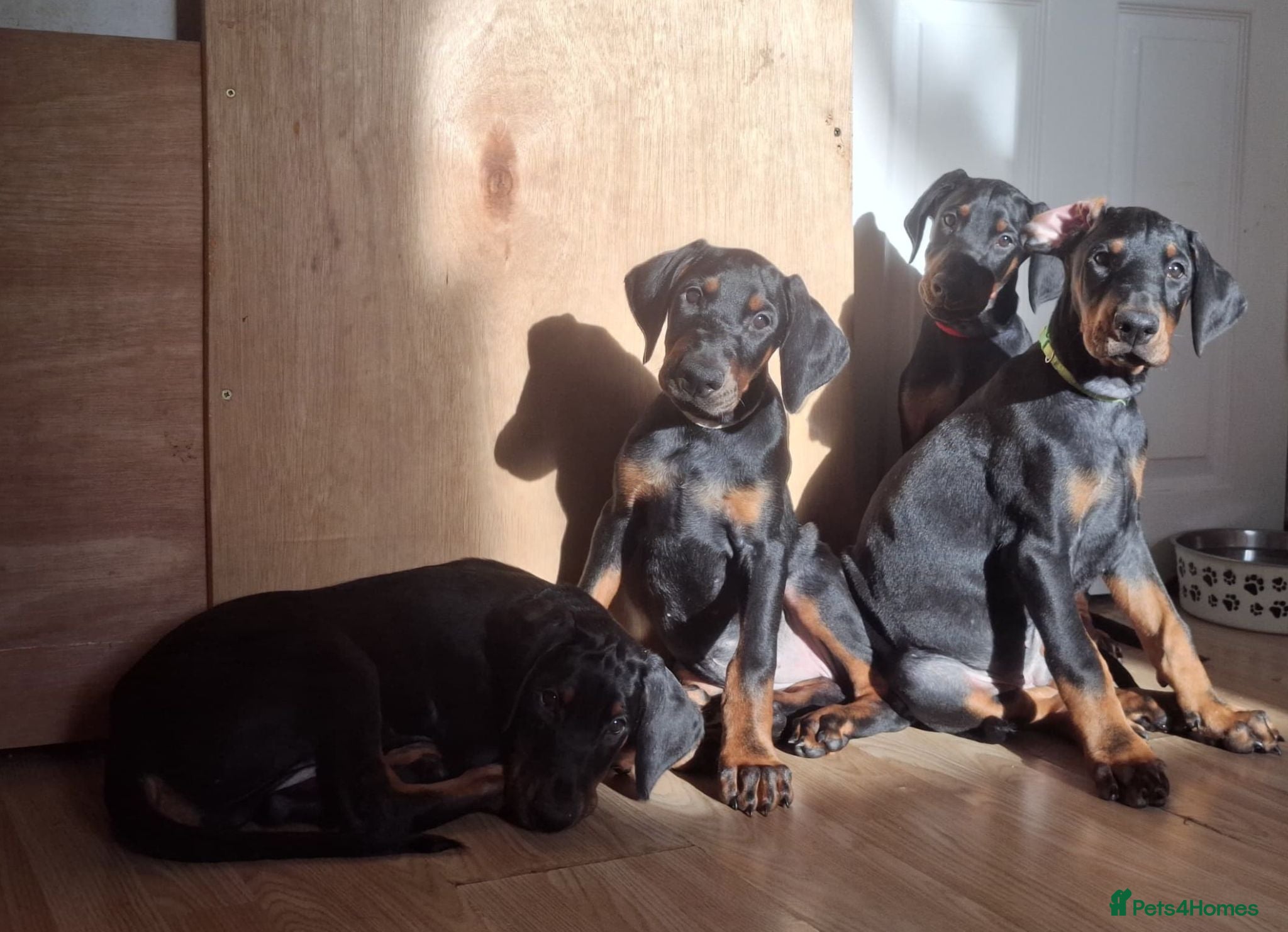 Dobermann dogs Ready for new homes today!Vaccination✅ microchip✅ - Advert 1