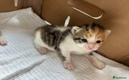 Mixed Breed cats for sale: Ready in 4 weeks time  - Image 7