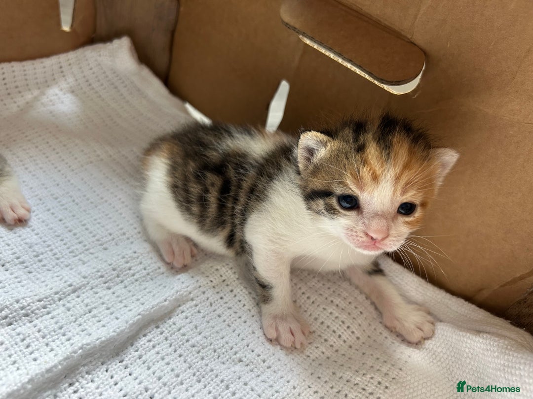 Mixed Breed cats for sale: Ready in 4 weeks time  - Image 7