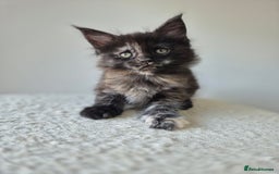 Maine Coon cats for sale: 6 TICA-Registered Maine Coon Kittens Available - Image 9