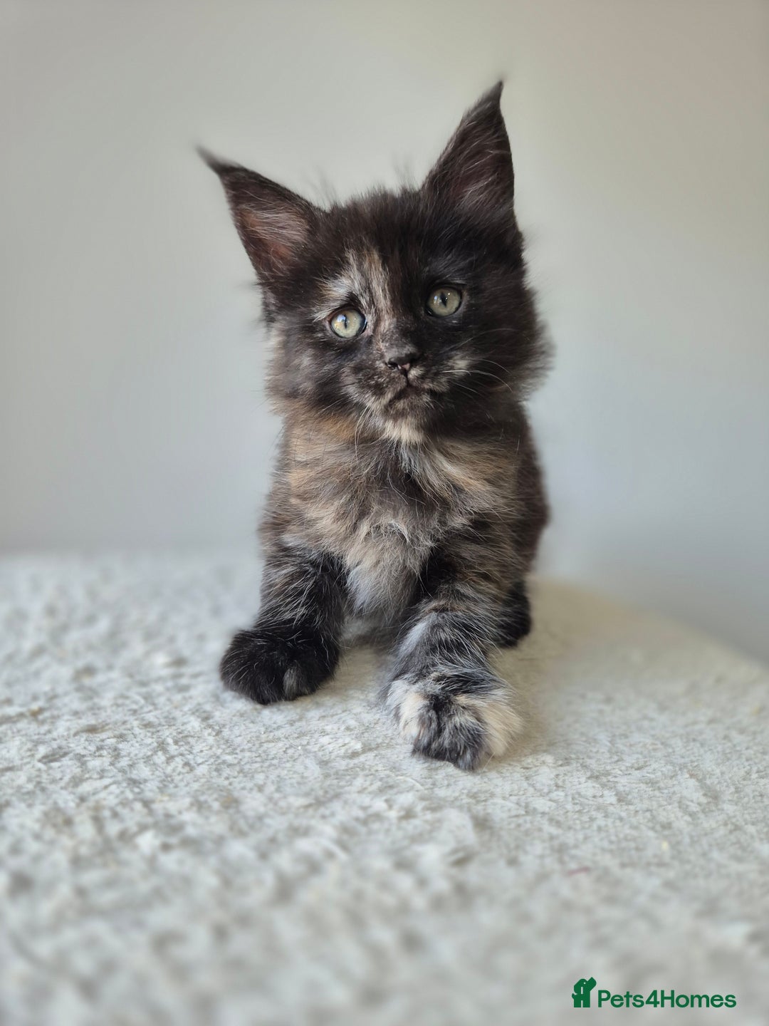 Maine Coon cats for sale: 6 TICA-Registered Maine Coon Kittens Available - Image 9