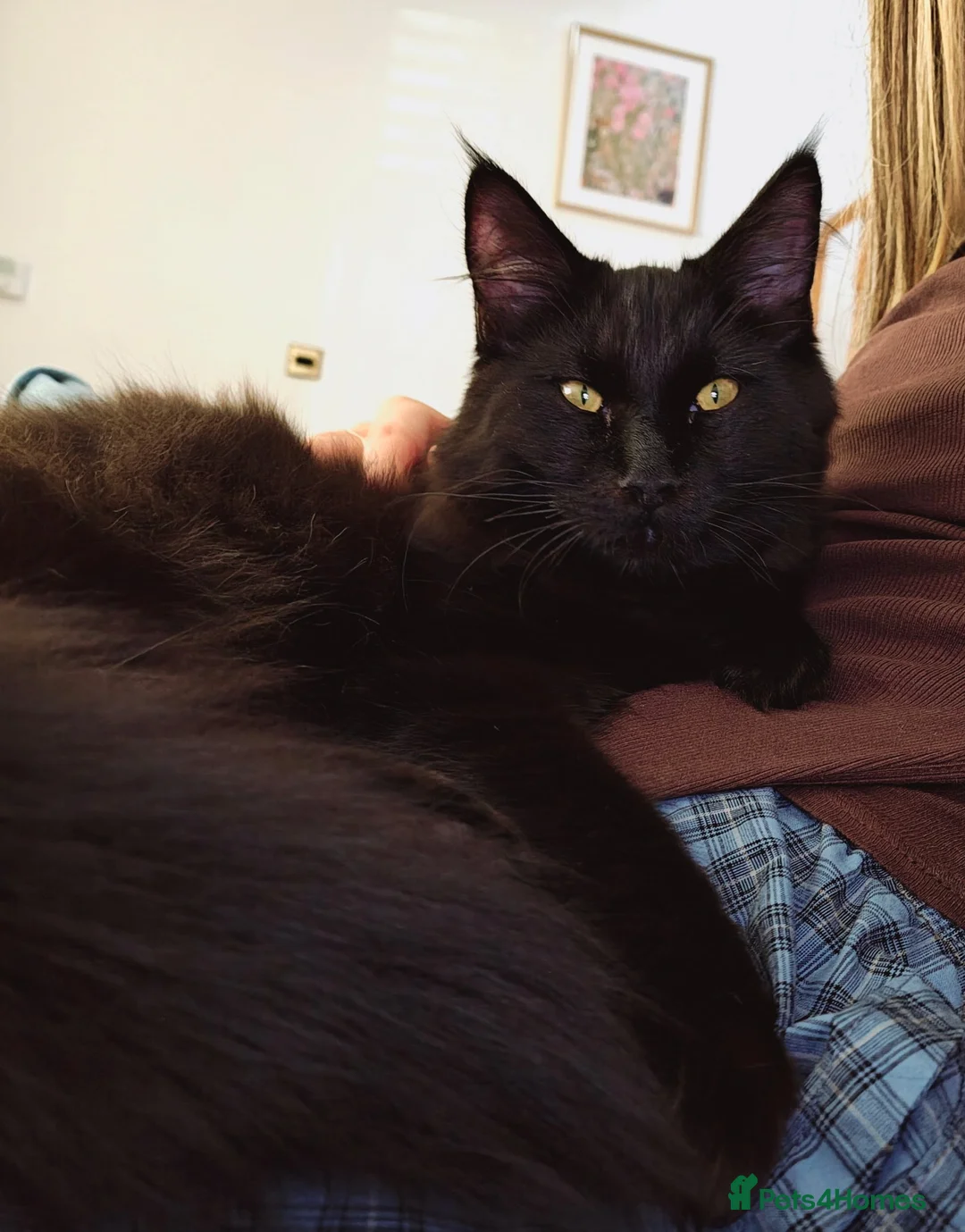 Maine Coon cats for sale: Maine coon kitten  - Advert 1