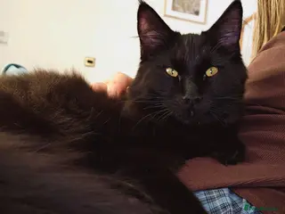 Maine Coon cats Maine coon kitten - Advert 1