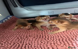 Abyssinian cats for sale: Tica reg. Abyssinian kittens  - Image 7