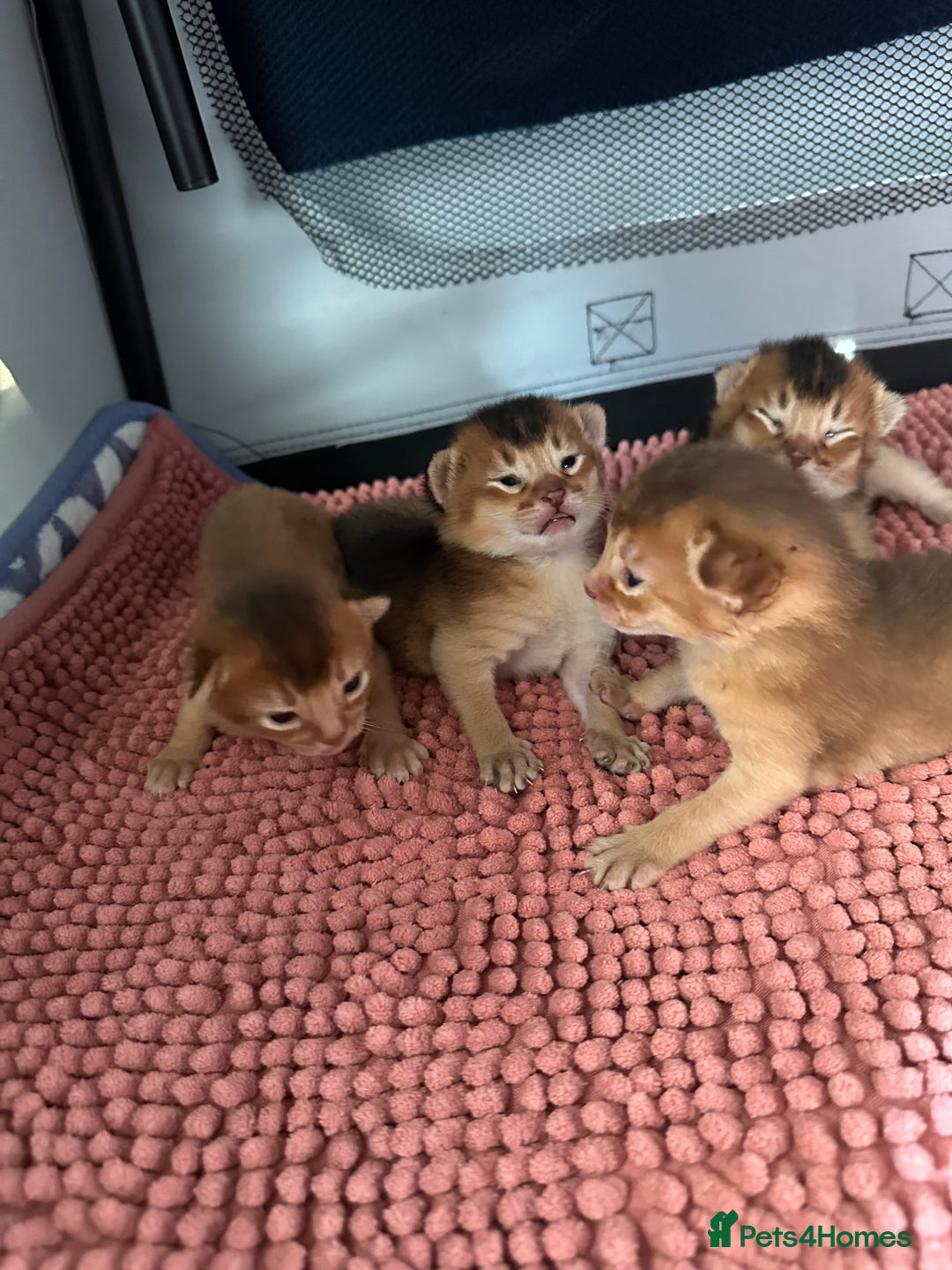 Abyssinian cats for sale: Tica reg. Abyssinian kittens  - Image 7