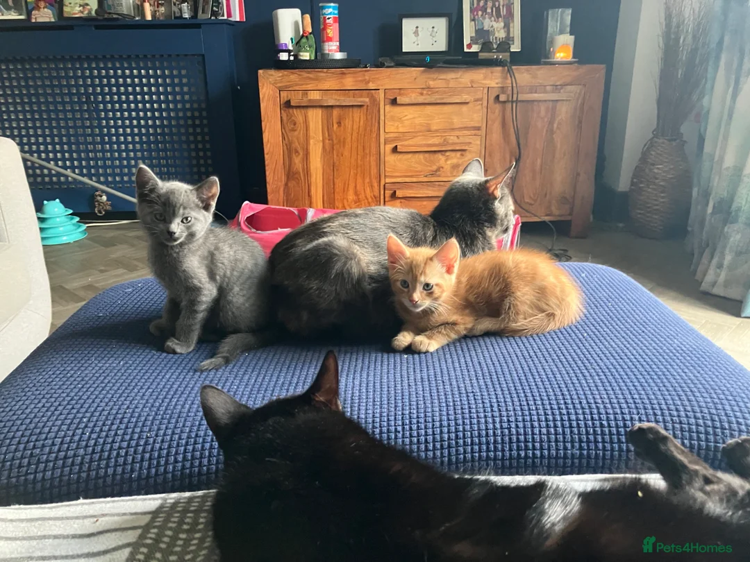 Mixed Breed cats for sale: 1 ginger male 1 gray female  - Advert 1