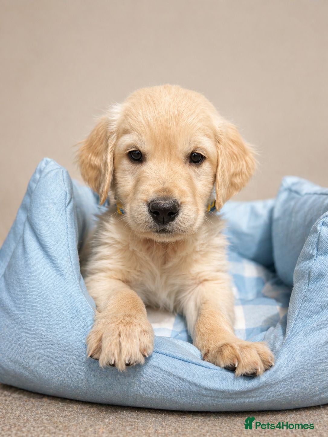 Golden Retriever dogs Golden retriever puppies - Advert 2