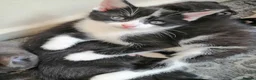 Mixed Breed cats for sale: Kitten - Advert 14