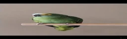 Parrots birds for sale: Amazing blue front Amazon parrot  - Advert 7