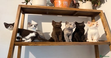 British Shorthair cats - Advert 4