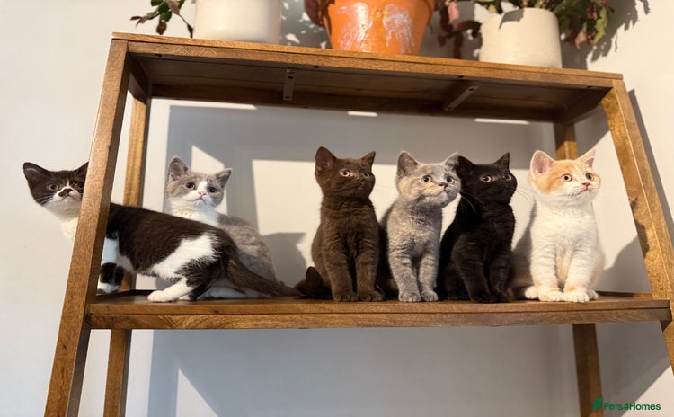 British Shorthair cats - Advert 2