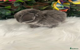 Mini Lop rabbits for sale: Pure Breed Mini lops  - Image 35