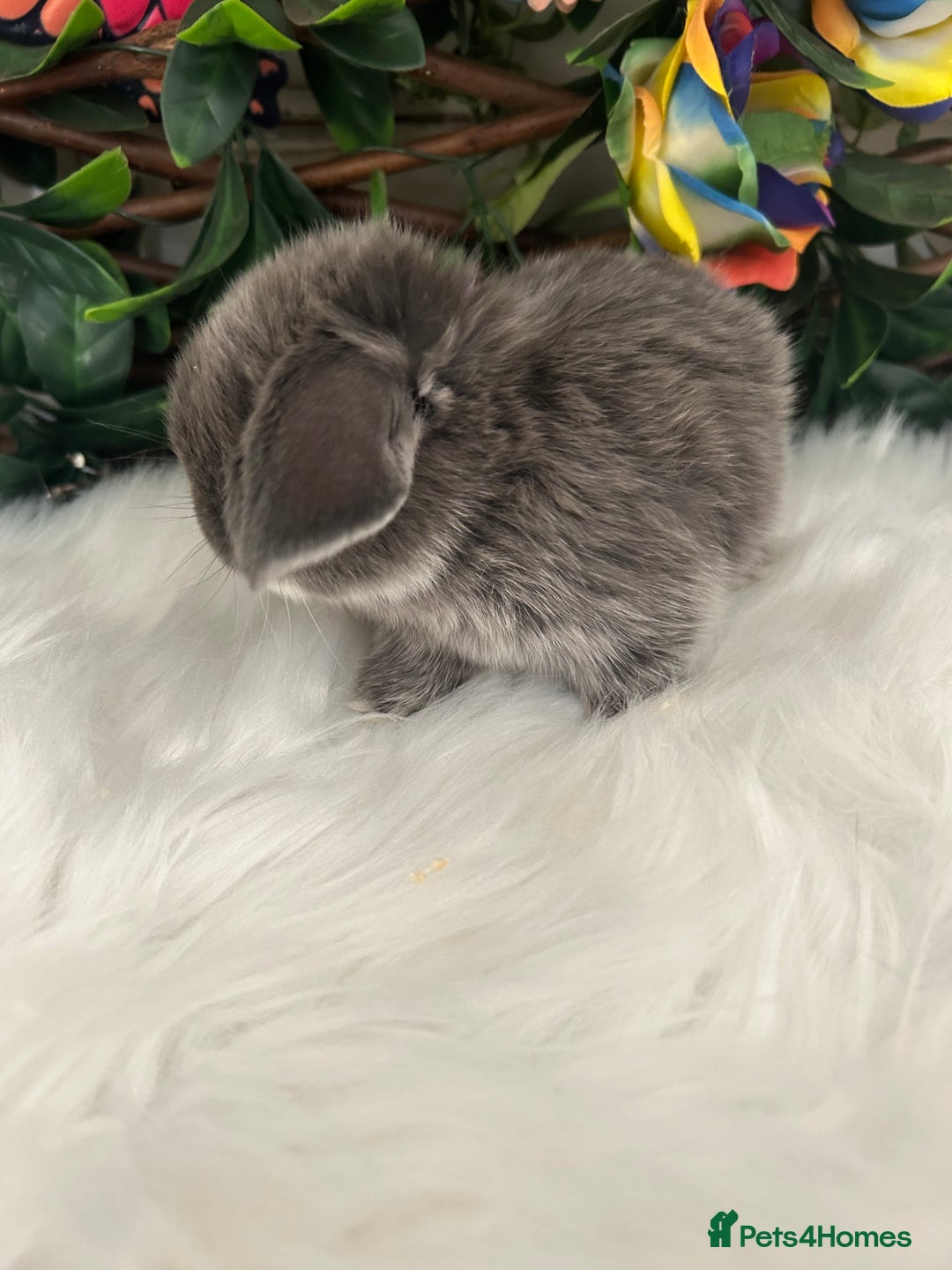 Mini Lop rabbits for sale: Pure Breed Mini lops  - Image 35