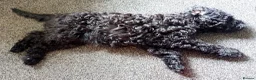 Kerry Blue Terrier dogs for sale: Kerry blue terrier puppies - Advert 12