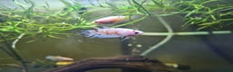 Bettas fish for sale: Male Betta Fish. Galaxy Koi x Splendor - Advert 3