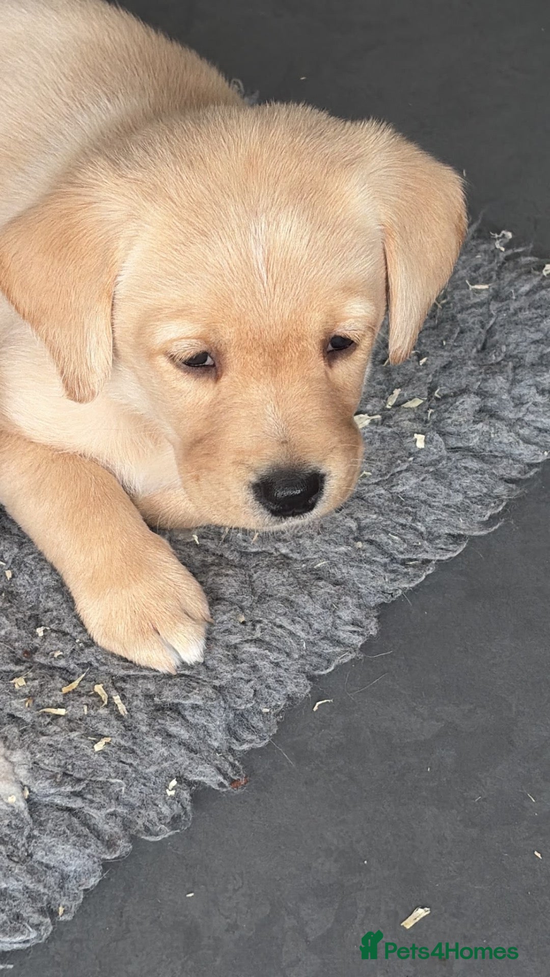 Labrador Retriever dogs Yellow Labradors puppies ⭐️⭐️⭐️⭐️⭐️ breeder - Advert 2