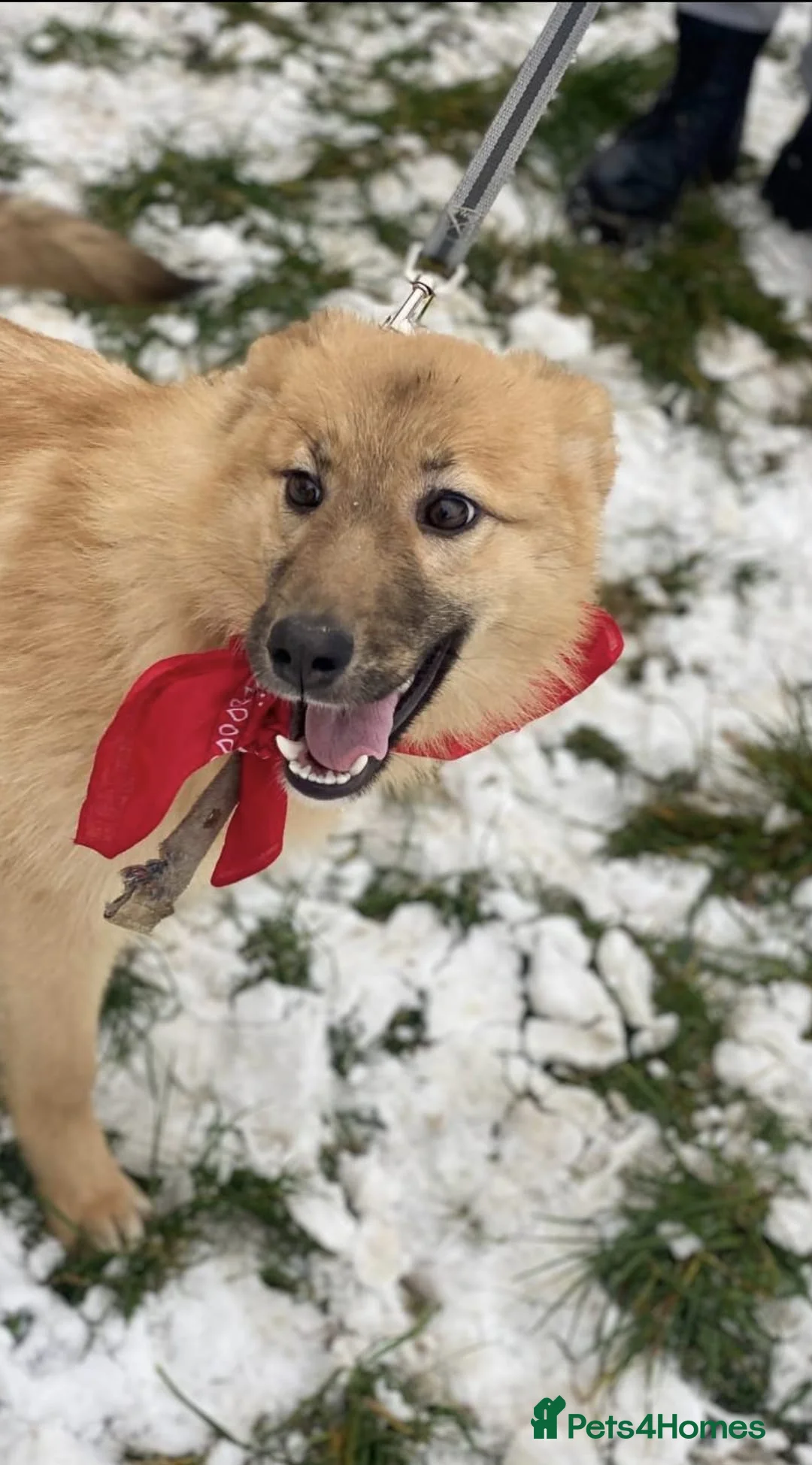 Mixed Breed dogs for adoption: ❤️REGINA❤️8 months old,joyful energy, gentle heart - Advert 8