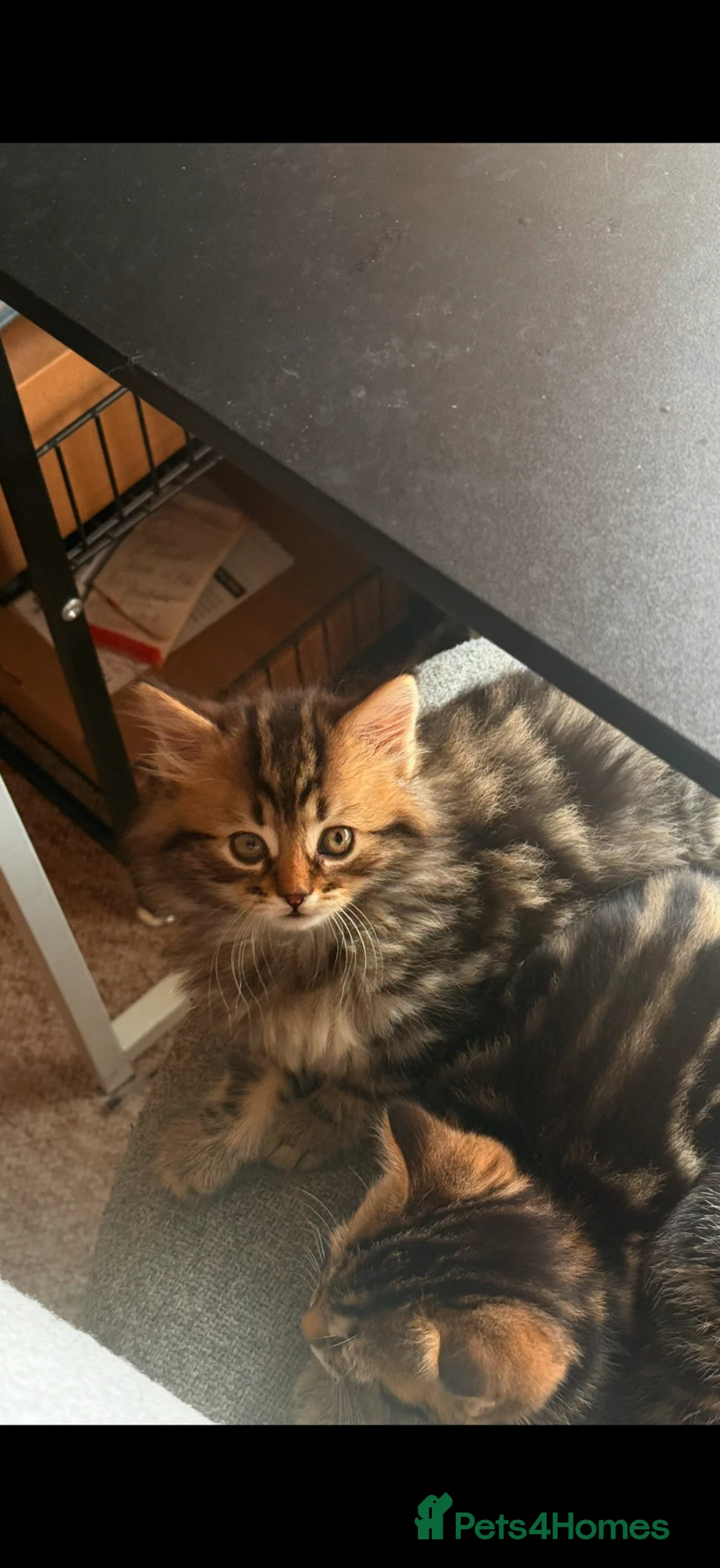 Mixed Breed cats for sale: Adorable Kittens Looking for Loving Homes 🐾 - Advert 1
