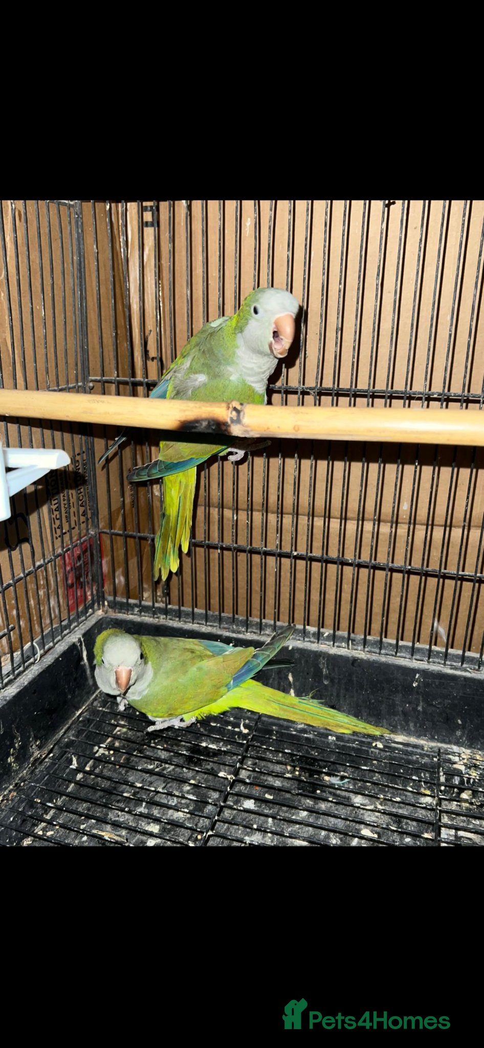 Cockatiels birds Cockatiel  - Advert 9