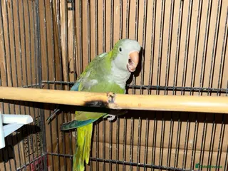 Cockatiels birds Cockatiel - Advert 9