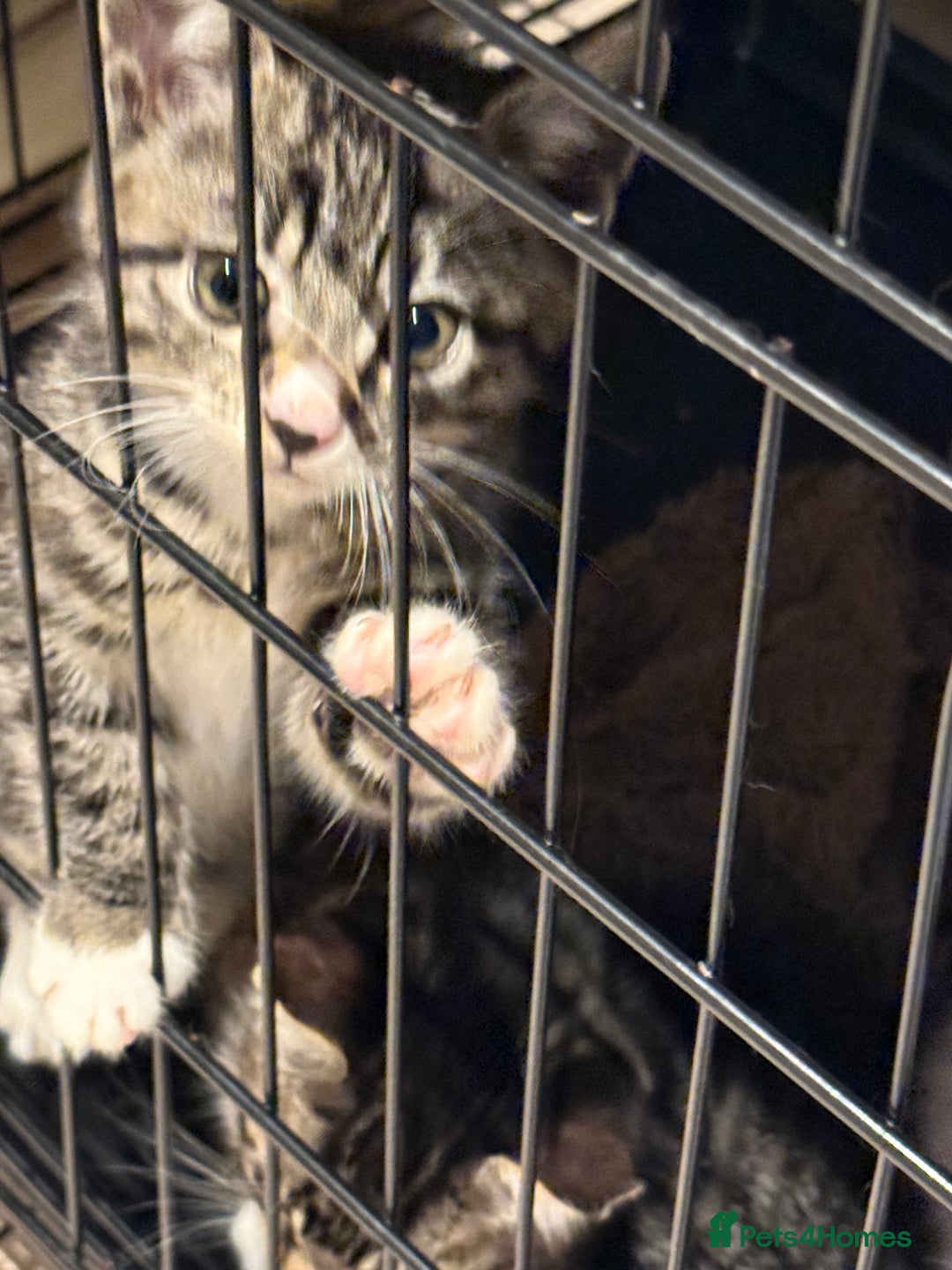 Mixed Breed cats for sale: 2 kittens female  - Advert 5