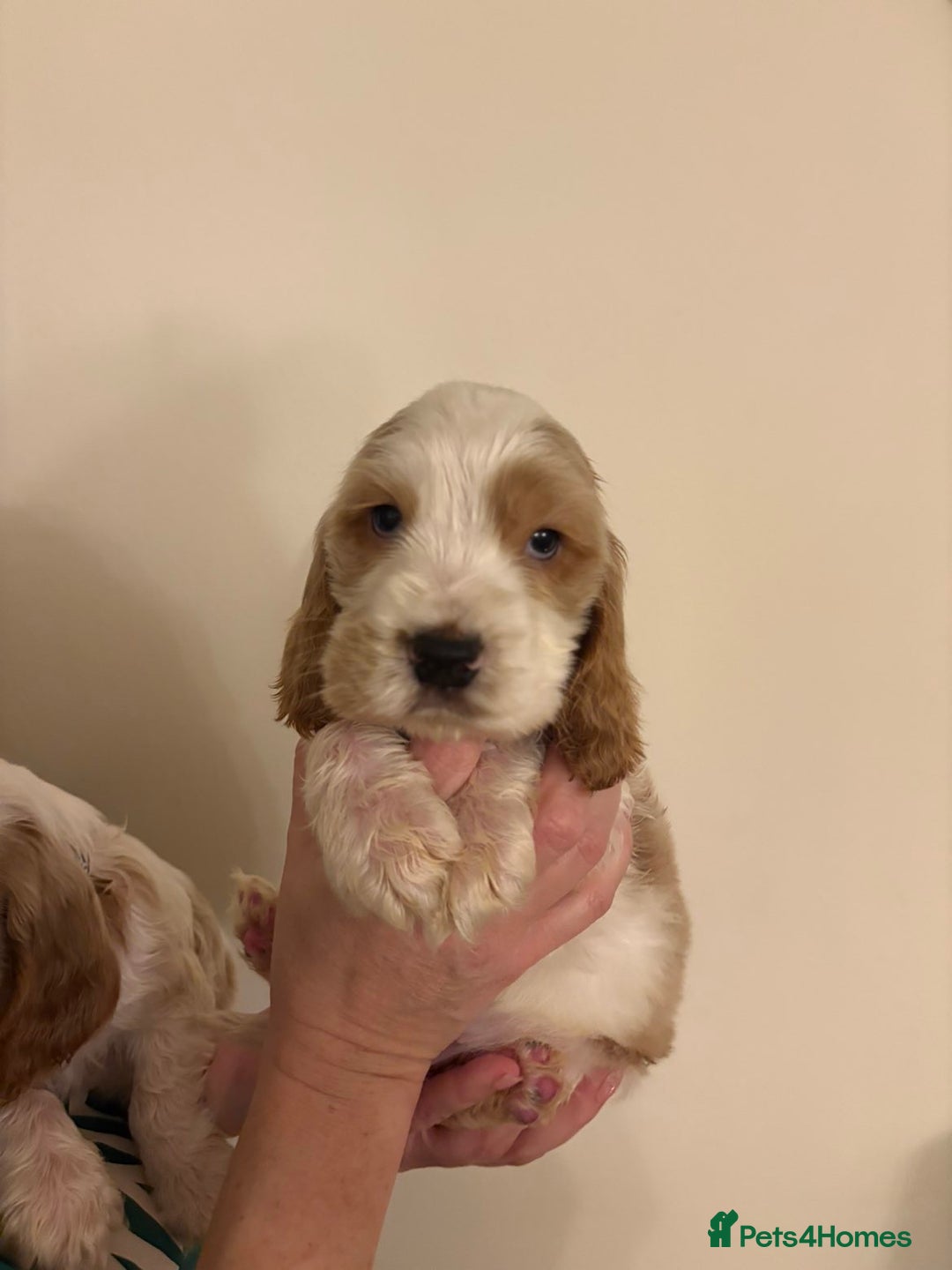 Cocker Spaniel dogs for sale: Show Cocker Spaniel Puppies  - Advert 10