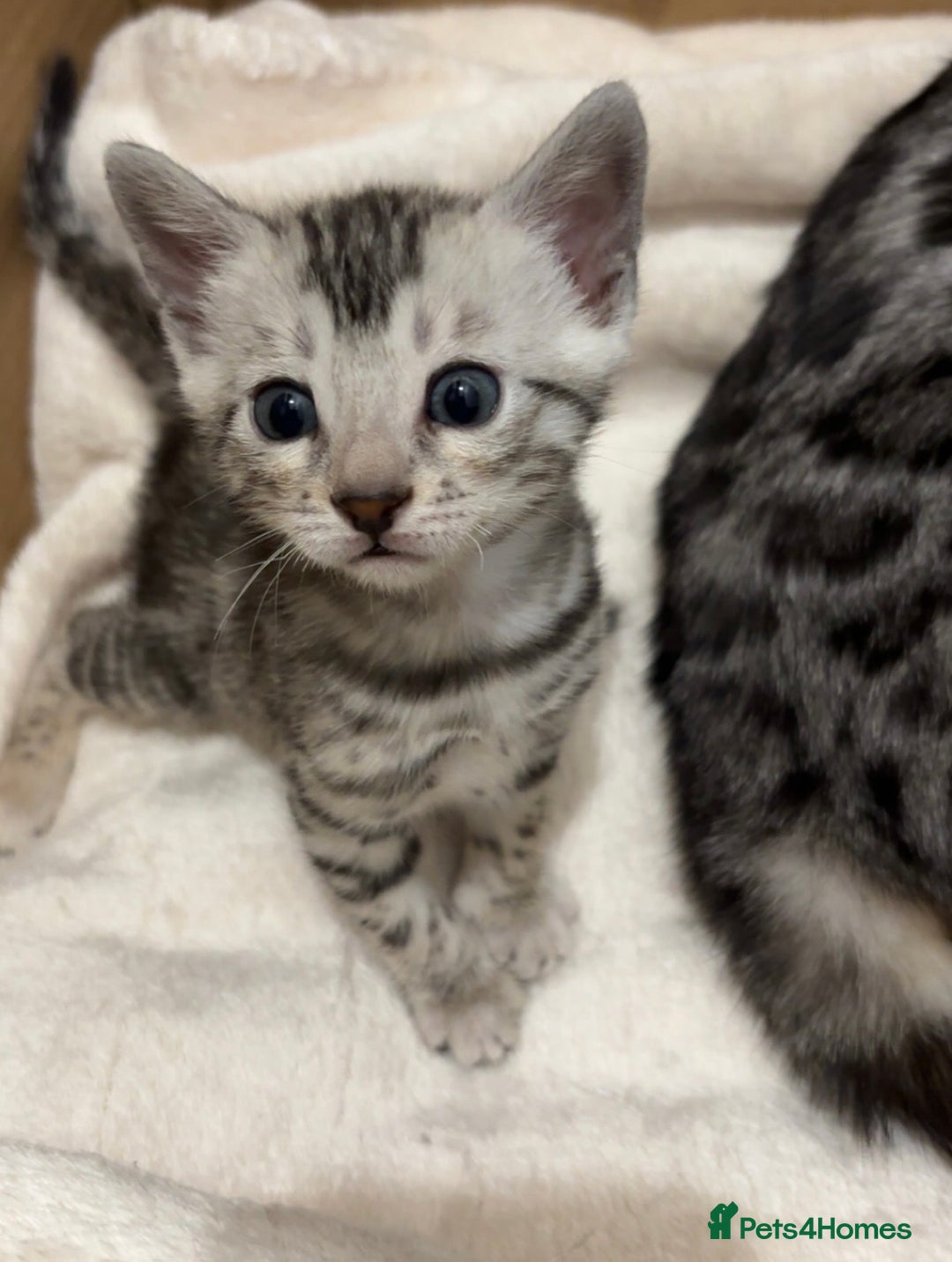 Bengal cats for sale: 🌟Pedigree bengal kittens🌟 - Advert 3