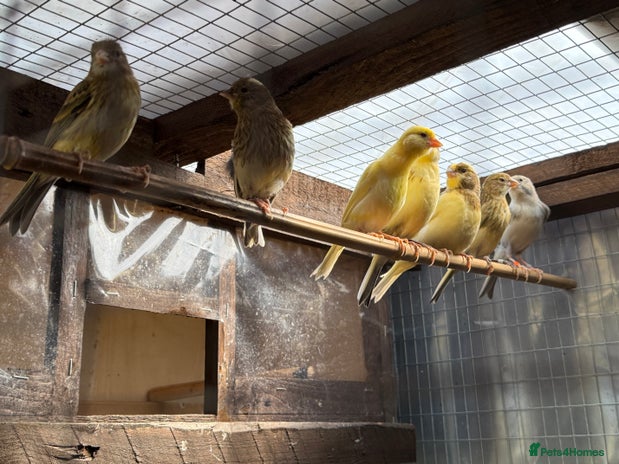 Canaries birds - Advert 19