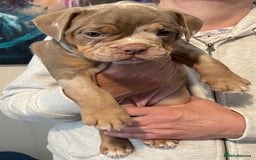 Olde English Bulldogge dogs for sale: Old English bulldogs “NEBBR “ regstd - Image 9
