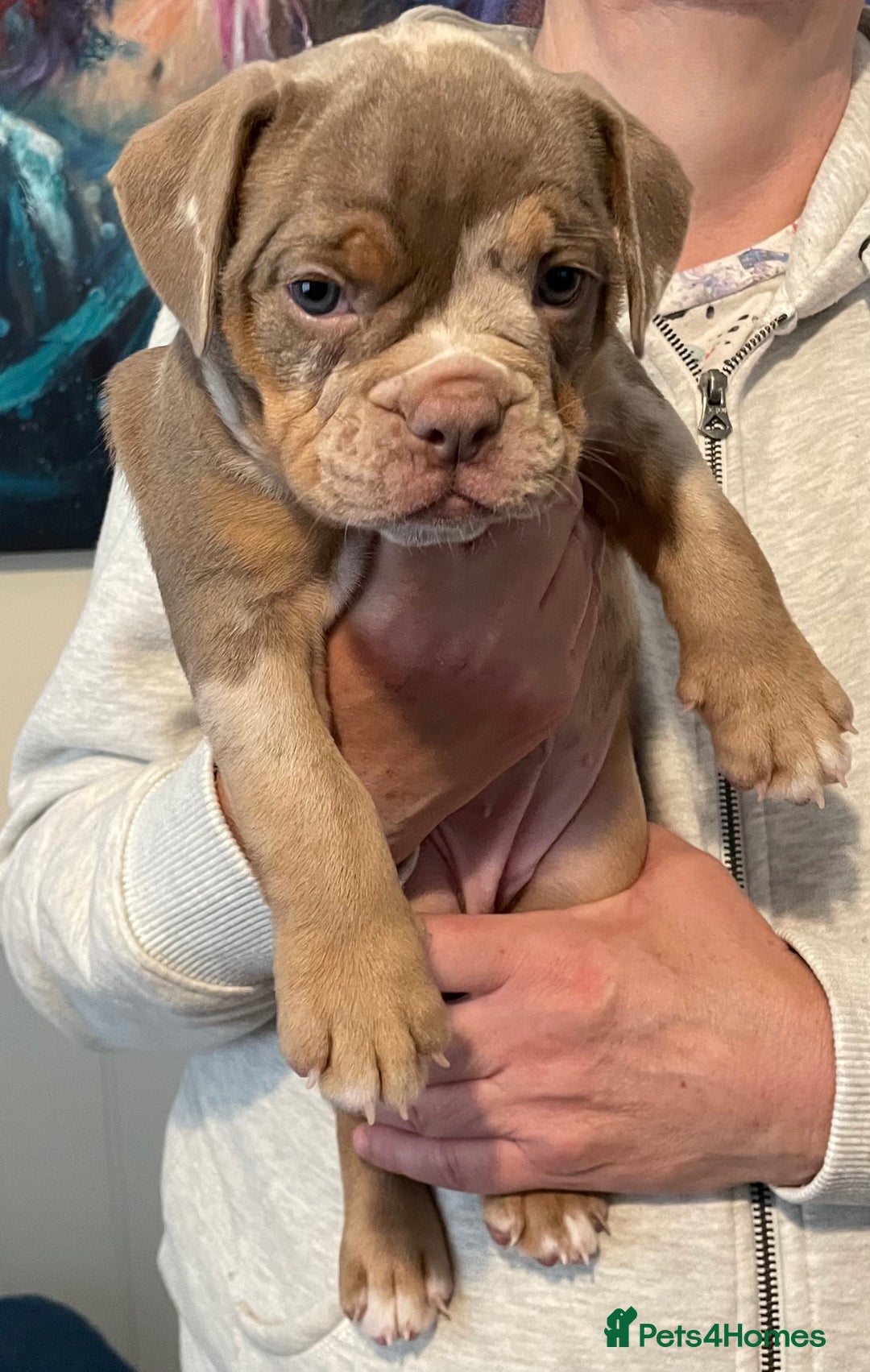 Olde English Bulldogge dogs for sale: Old English bulldogs “NEBBR “ regstd - Image 9