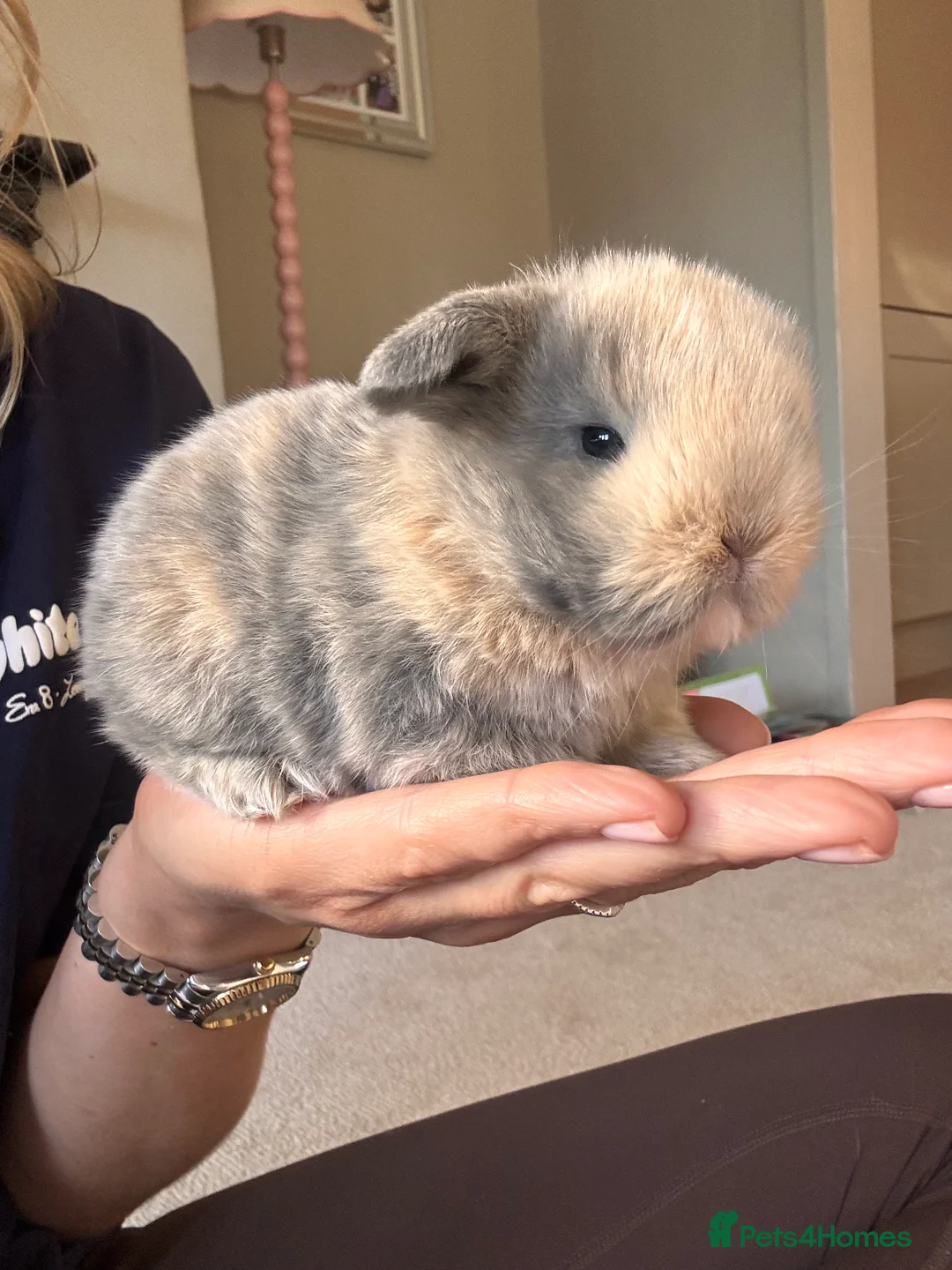 Mini Lop rabbits for sale: Mini lop babies - Advert 1