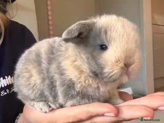 Mini Lop rabbits Mini lop babies - Advert 18