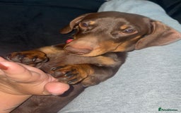 Miniature Dachshund dogs for sale:  ***SOLD*** Minitute datchund  - Image 7