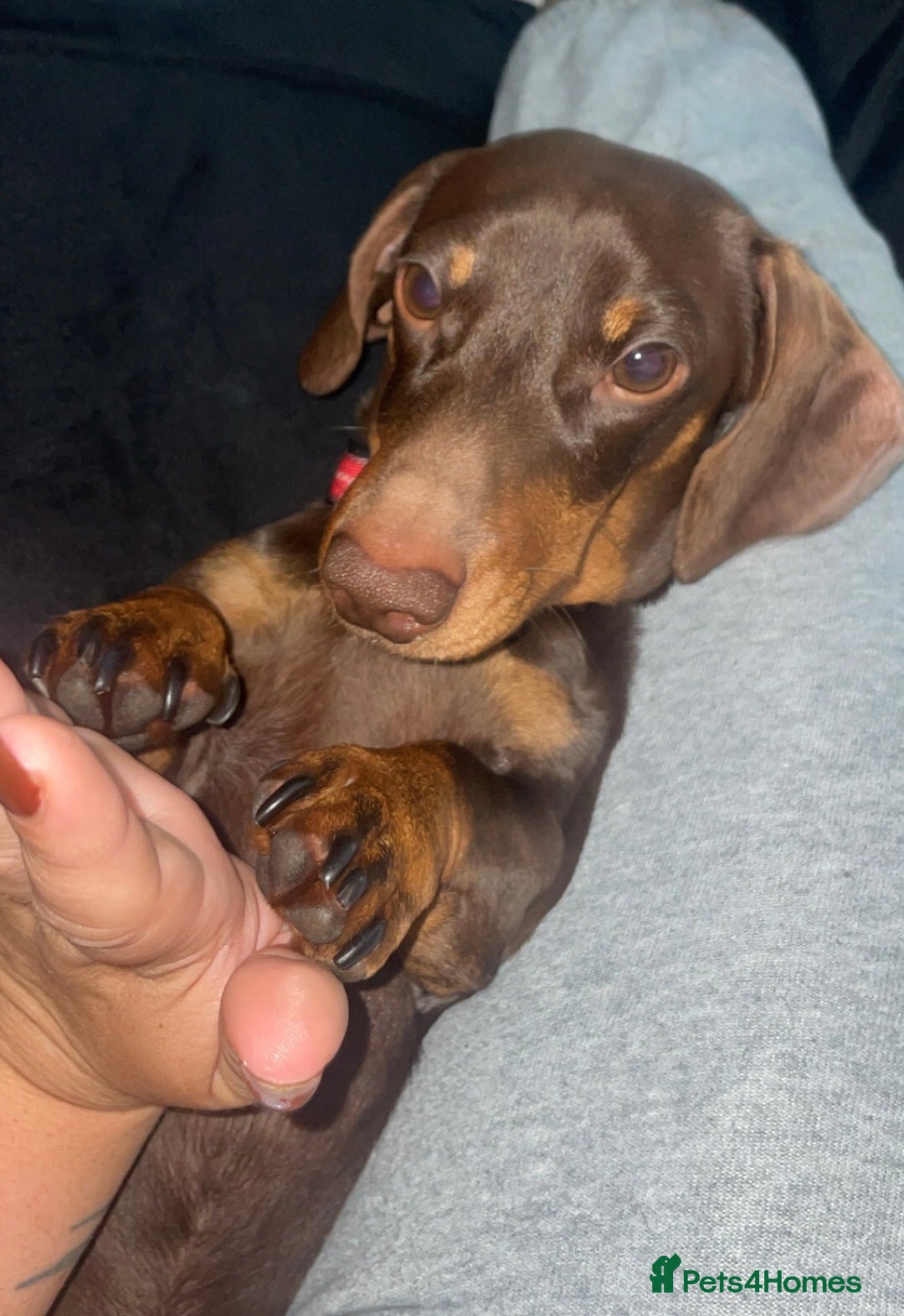 Miniature Dachshund dogs for sale:  ***SOLD*** Minitute datchund  - Image 7